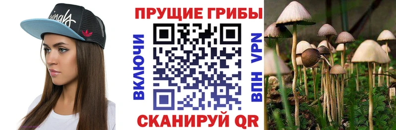 купить наркотик  Пенза  Галлюциногенные грибы Psilocybine cubensis 